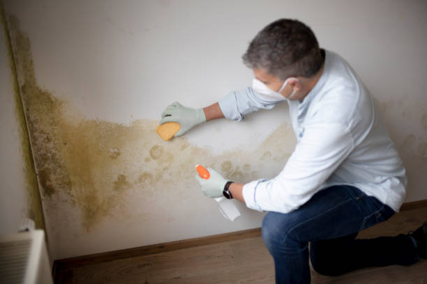 Best Water Damage & Mold Remediation  in Ulysses, KS